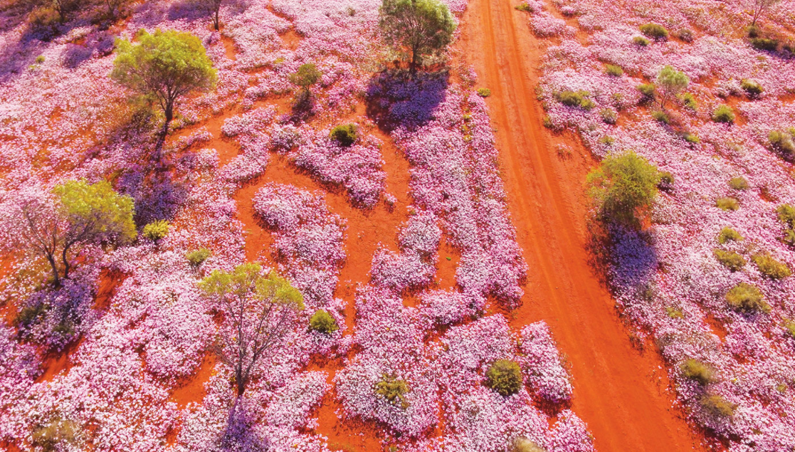 Best Spring Experiences in Australia